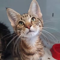 ARYA CHA, chatte à adopter