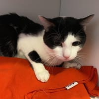 SOQUETTE, chat à adopter