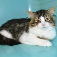 Touffu Cab4166, chat à adopter