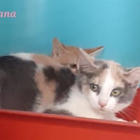 Xhana, chatte à adopter