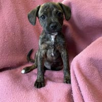 Aaros, chien à adopter