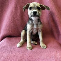 Aldo, chien à adopter
