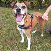 Osiris, chienne à adopter