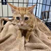 SIENNA, chatte à adopter