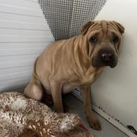 BOURRICOT, chien à adopter