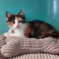 Grace, chatte à adopter