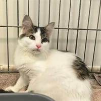 mikasa, chatte à adopter