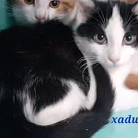 Xadur, chat à adopter