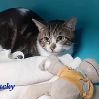 Loucky, chat à adopter