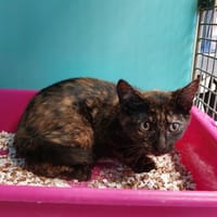 Clarice, chatte à adopter