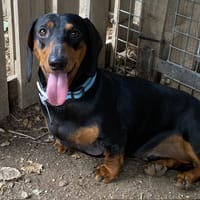URKY, chien à adopter