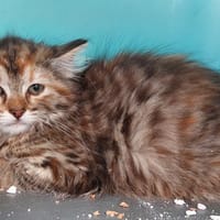 Rita, chatte à adopter