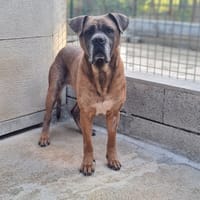 SISKA, chienne à adopter