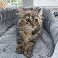 Héra, chatte à adopter
