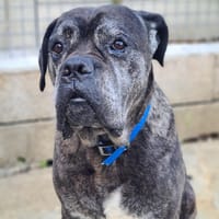 NITRO, chien à adopter