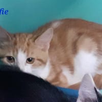 Xafie, chatte à adopter