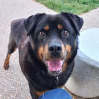 Rocky(Réservé), chien à adopter
