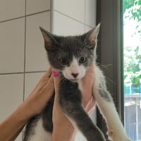 Deki, chatte à adopter