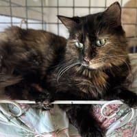 LOUISETTE (en placement provisoire), chatte à adopter