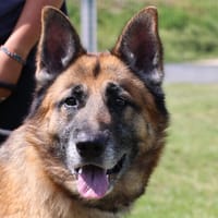 ESMERALDA, chienne à adopter