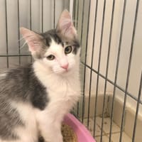 eren, chat à adopter