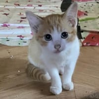 Thelia (réservée), chatte à adopter