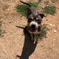 U'TYRON, chien à adopter