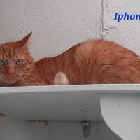 iphone, chat à adopter