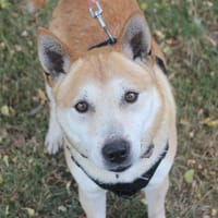 Nougat, chien à adopter
