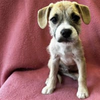 Abalone, chien à adopter
