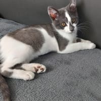 AMANDE, chatte à adopter