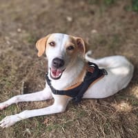 MELIA (réservée), chienne à adopter