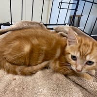 PECHE, chatte à adopter