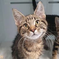 JOHN CHA, chat à adopter