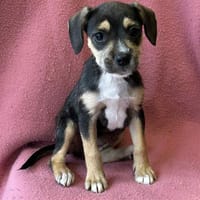 Aramiss, chienne à adopter