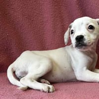 Ariane, chienne à adopter