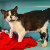 GENIÈVRE (Chat8), chatte à adopter