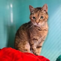 MICHTI (Chat11), chatte à adopter