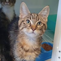 SANSA CHA, chatte à adopter