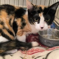 NANA, chatte à adopter