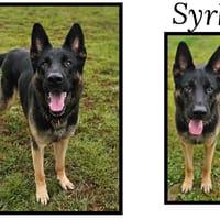 SYRKO, chien à adopter