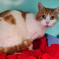 CHRYSOS (Chat9), chat à adopter