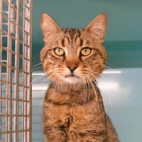 Hector Cab4173, chat à adopter