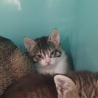 BOB         ct, chat à adopter