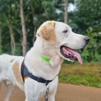 VOLVO, chien à adopter