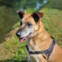 ODIN, chien à adopter