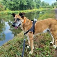 ODIN, chien à adopter