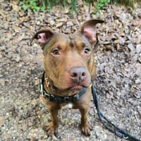 TESS PAA22853, chienne à adopter