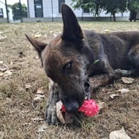 FALCO, chien à adopter