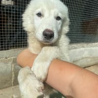 Leonida, cane da adottare